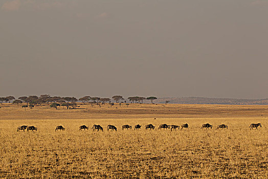 角马,斑马,塔兰吉雷国家公园,坦桑尼亚