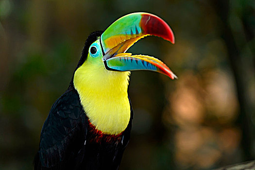 巨嘴鸟,张嘴,鸟嘴,哥斯达黎加,中美洲
