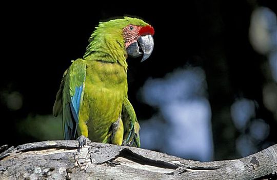 金刚鹦鹉,岛屿,洪都拉斯,中美洲