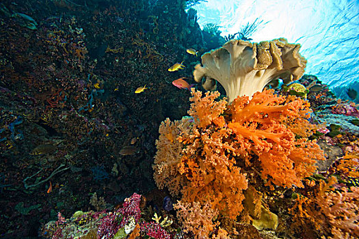 印度尼西亚,南,苏拉威西岛,省,瓦卡托比,群岛,海洋,保存,质朴,深潜