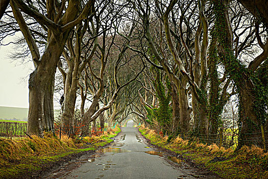 暗色,树篱,安特里姆郡,北爱尔兰