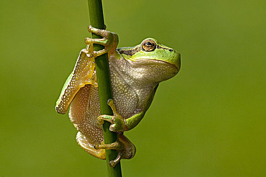 欧洲树蛙,无斑雨蛙,芦苇,靠近,荷兰