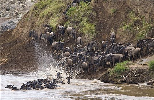 蓝角马,角马,牧群,进入,水,河,迁徙,马拉河,马赛马拉,肯尼亚