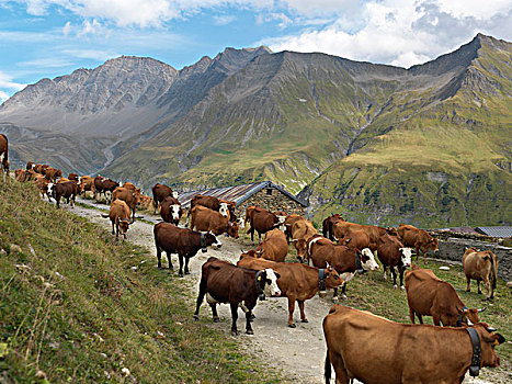 母牛,牧群,走,小路,阿尔卑斯山,法国
