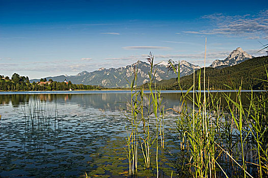 湖,靠近,巴伐利亚,德国,欧洲