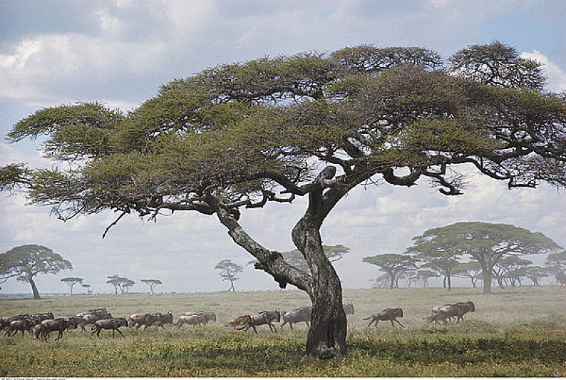 塞伦盖蒂国家公园_坦桑尼亚_非洲_图片大全—全景创意图库(quanjing.