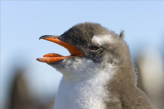 巴布亚企鹅,幼禽,发声,扬基,港口,南极