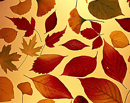 秋叶,叶子,不同,植物,秋色,秋天,变色,静物,橙色,工作室