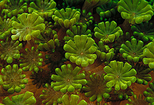 珊瑚,特写,印度尼西亚