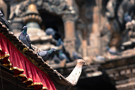瓷砖,屋顶,许多,鸟,杜巴广场,尼泊尔