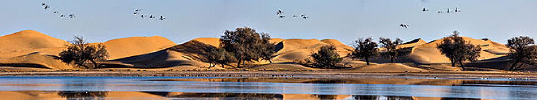 沙漠天鹅全景图