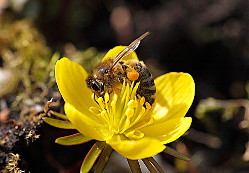 花,冬乌头,冬菟葵,早,早春,蜜蜂,欧洲,西部,意大利蜂