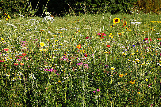 草地,许多,花,满,盛开