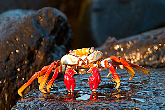 细纹方蟹,方蟹,加拉帕戈斯群岛,厄瓜多尔