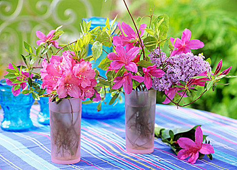 杜鹃花属植物,杜鹃花,丁香,桦树