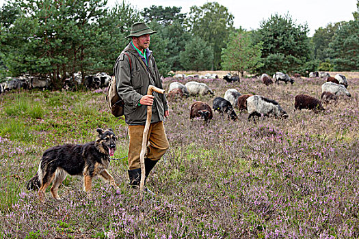牧羊犬,成群,石南,靠近,下萨克森,德国