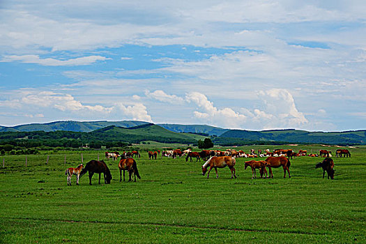 草原,牧场,高原,内蒙古高原