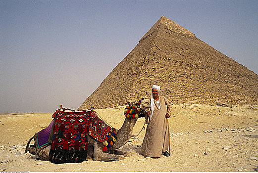 男人,骆驼,正面,金字塔