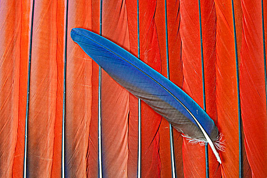 红色,绯红金刚鹦鹉,尾部,羽毛,蓝色