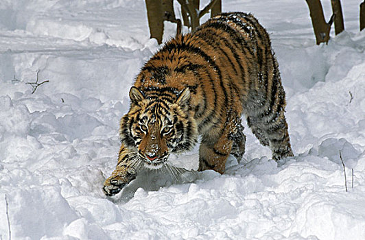 西伯利亚虎,东北虎,雪中