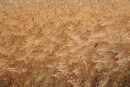 甘肃,河西走廊山丹一带种植的麦子