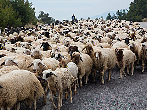 放牧,山羊,公路,中心,土耳其
