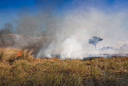 燃烧,大草原,奥卡万戈三角洲,博茨瓦纳,非洲
