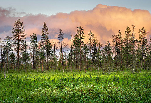 松树,树林,粉色,云,湿地,芬兰,欧洲