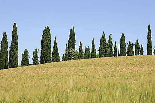 柏树,麦田,靠近,锡耶纳,意大利