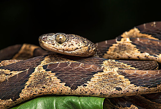 蛇,亚马逊雨林,河,自然保护区,巧克力,树林,厄瓜多尔,南美