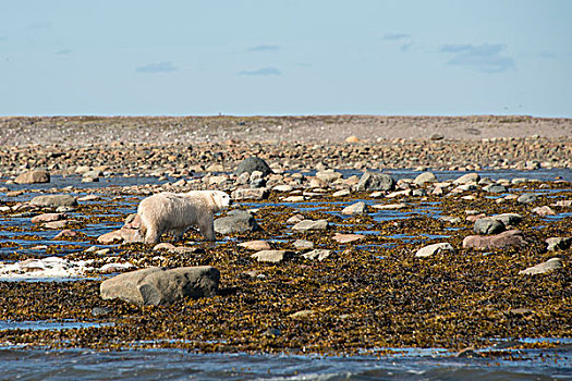 加拿大,努纳武特,西部,岸边,哈得逊湾,区域,幼兽,北极熊,海岸线