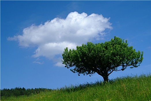 树,天空