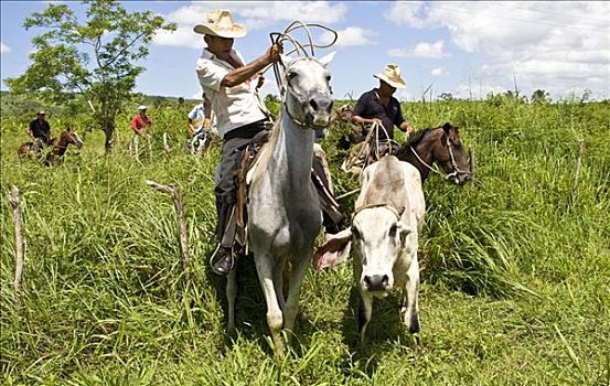 古巴,骑马,抓住,牛,套索,种植园,拉丁美洲