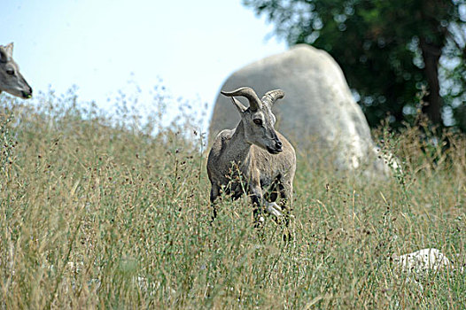 中国国家二级保护动物---岩羊