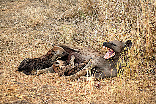 斑点,鬣狗,女性,成年,喂食,幼兽,克鲁格国家公园,南非,非洲
