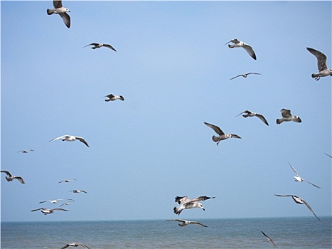 成群,海鸥,海滩