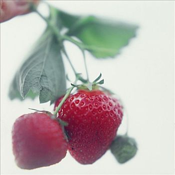 两个,草莓,柔光