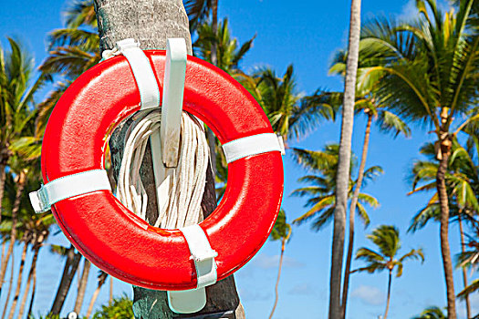 红色,生活,救生圈,悬挂,棕榈树,大西洋,海岸,多米尼加共和国