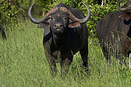 南非水牛,万基国家公园,津巴布韦,非洲