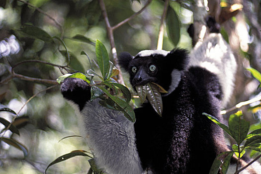 马达加斯加,雨林,树上,进食,狐猴