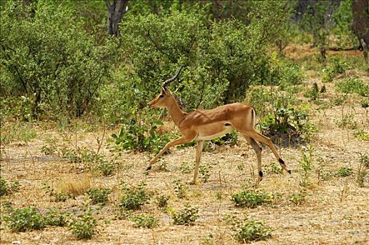 黑斑羚,莫瑞米,国家公园,博茨瓦纳,非洲