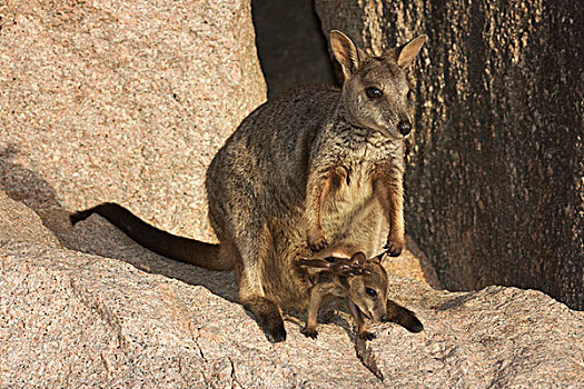 雌性,幼兽,坐,玛格内特岛,昆士兰,澳大利亚