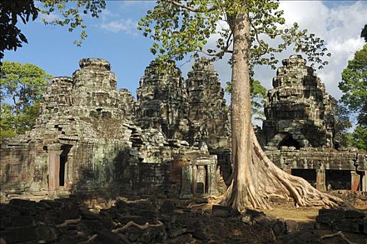 巨大,根部,遗址,庙宇,吴哥窟,柬埔寨