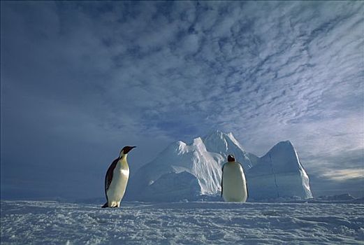 帝企鹅,一对,冰架,威德尔海,南极