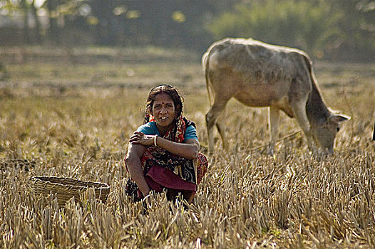 女人,收获,稻田,孟加拉,一月,2008年