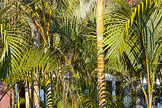 棕榈树,采石场,公园,香港