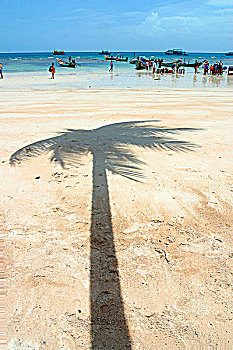 棕榈树,影子