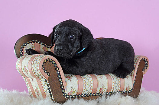 拉布拉多犬,黑色,4星期大,躺着,小,沙发,奥地利,欧洲