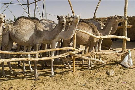 骆驼,市场,利比亚