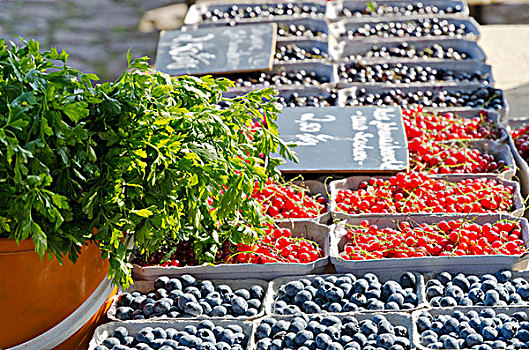 蓝莓,红色,醋栗,销售,市场,德累斯顿,萨克森,德国,欧洲